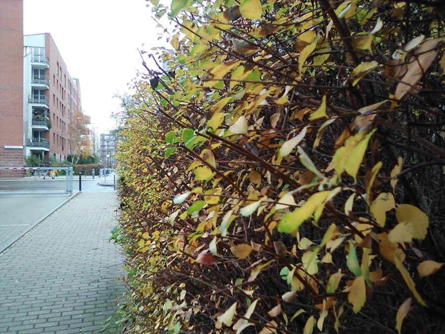 诺基亚800tough和800区别,诺基亚800tough评测