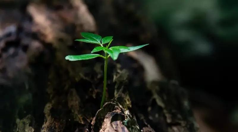 “明”字家族：明、萌、盟，在黑暗中等待唤醒的生命