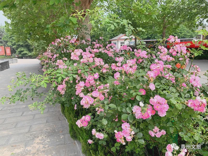 花满青州——初夏清浅微风起，蔷薇月季满城香