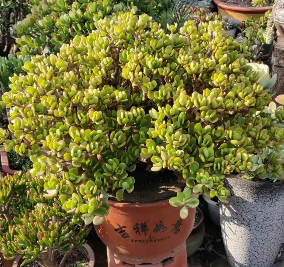 玉树修剪什么造型好看,玉树修剪造型详解