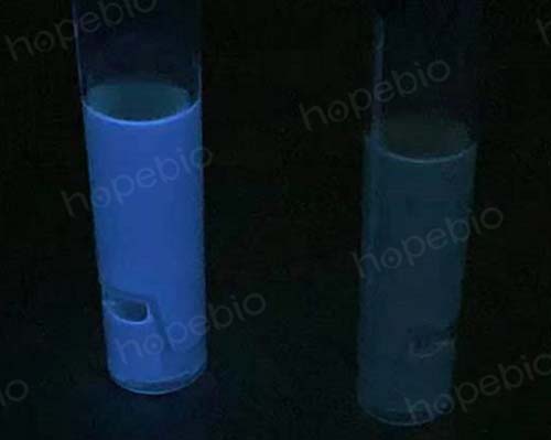 大肠埃希菌培养,大肠埃希菌70%正常吗