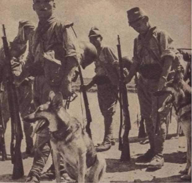 二战中国用什么狗对付狼青,日军恶狼