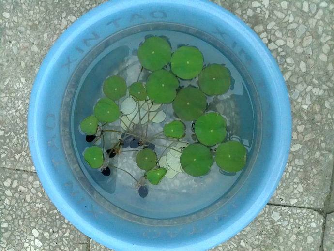 养碗莲不能缺水吗,碗莲怎么养才能旺盛开花