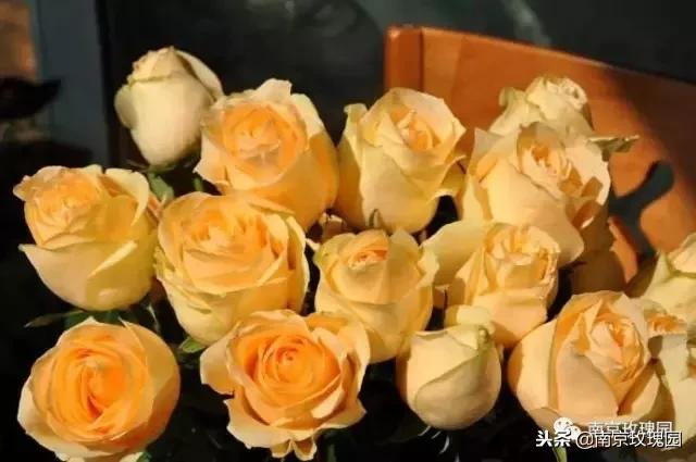 「花师傅开课啦」爱花人必知！南京*瑰园玫**为你科普百种玫瑰