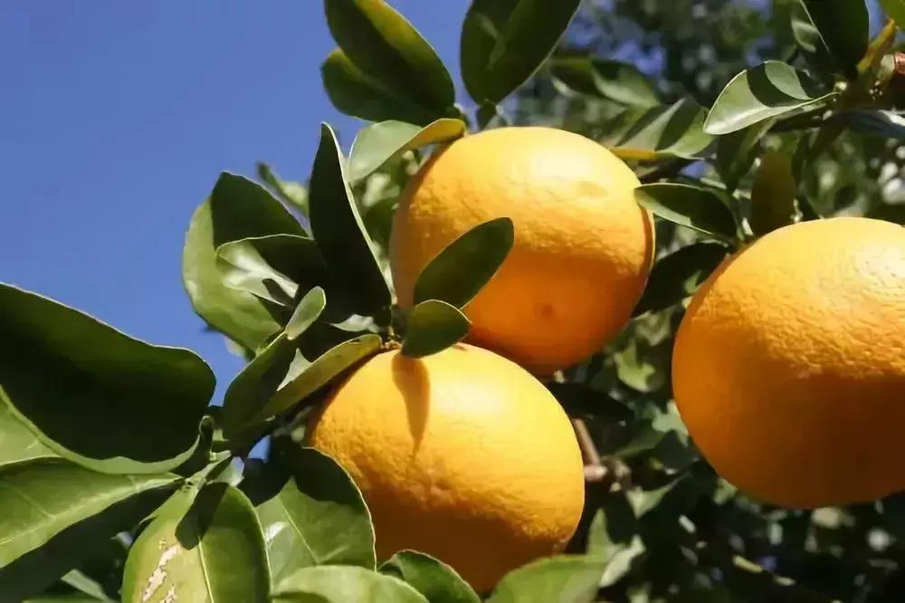 纯甜柚子9.9,应季水果柚