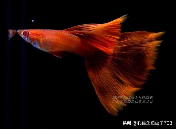 全红孔雀鱼怎么繁殖出好的品相,全红孔雀鱼怎么就是不生