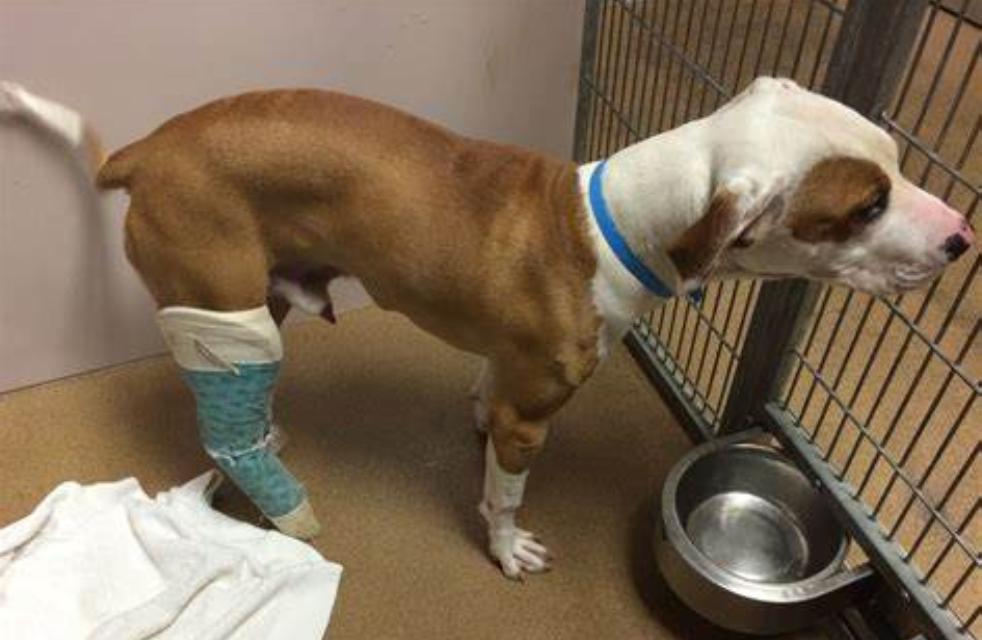 狗狗腿瘸微量元素和维生素吃哪个,狗狗吃了海苔腿瘸了怎么恢复