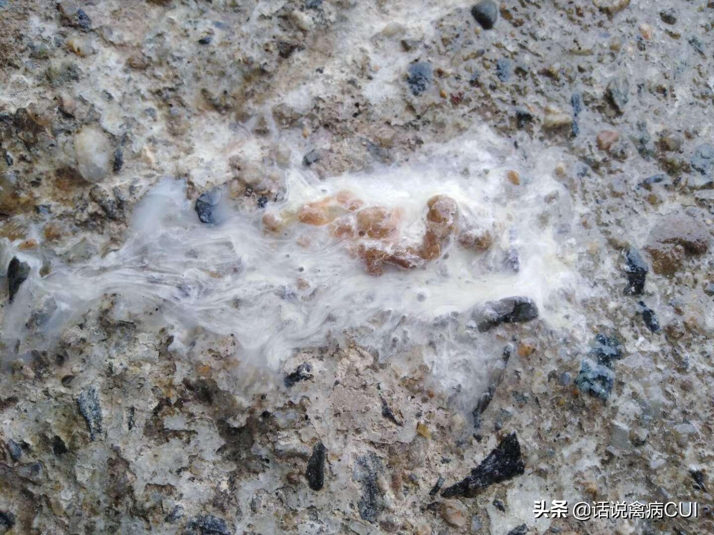 鸭子拉稀便怎么办,鸭子拉稀水便怎么治疗