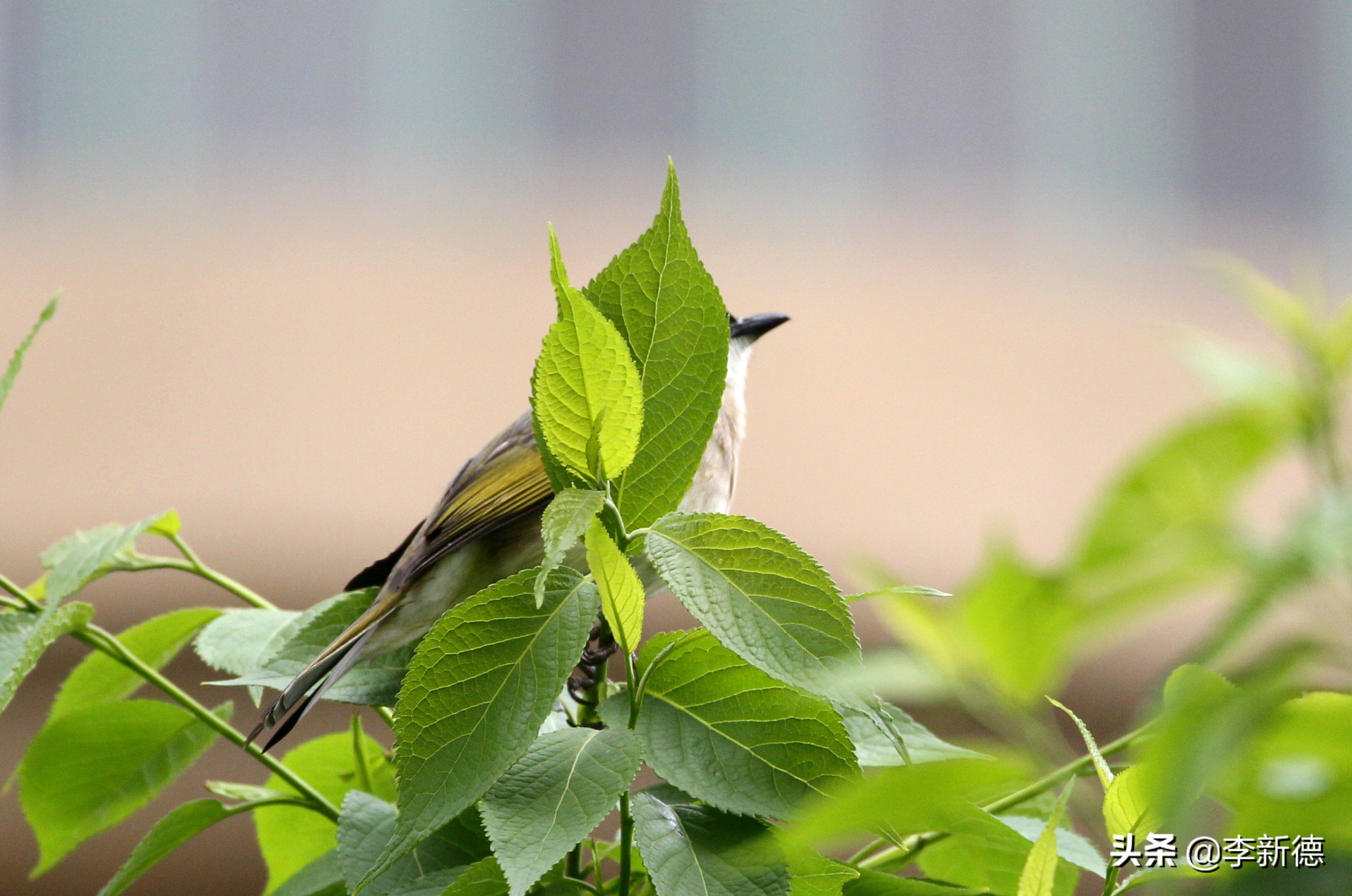 佳能相机5d3拍视频用哪个档位,佳能5d3适马2470