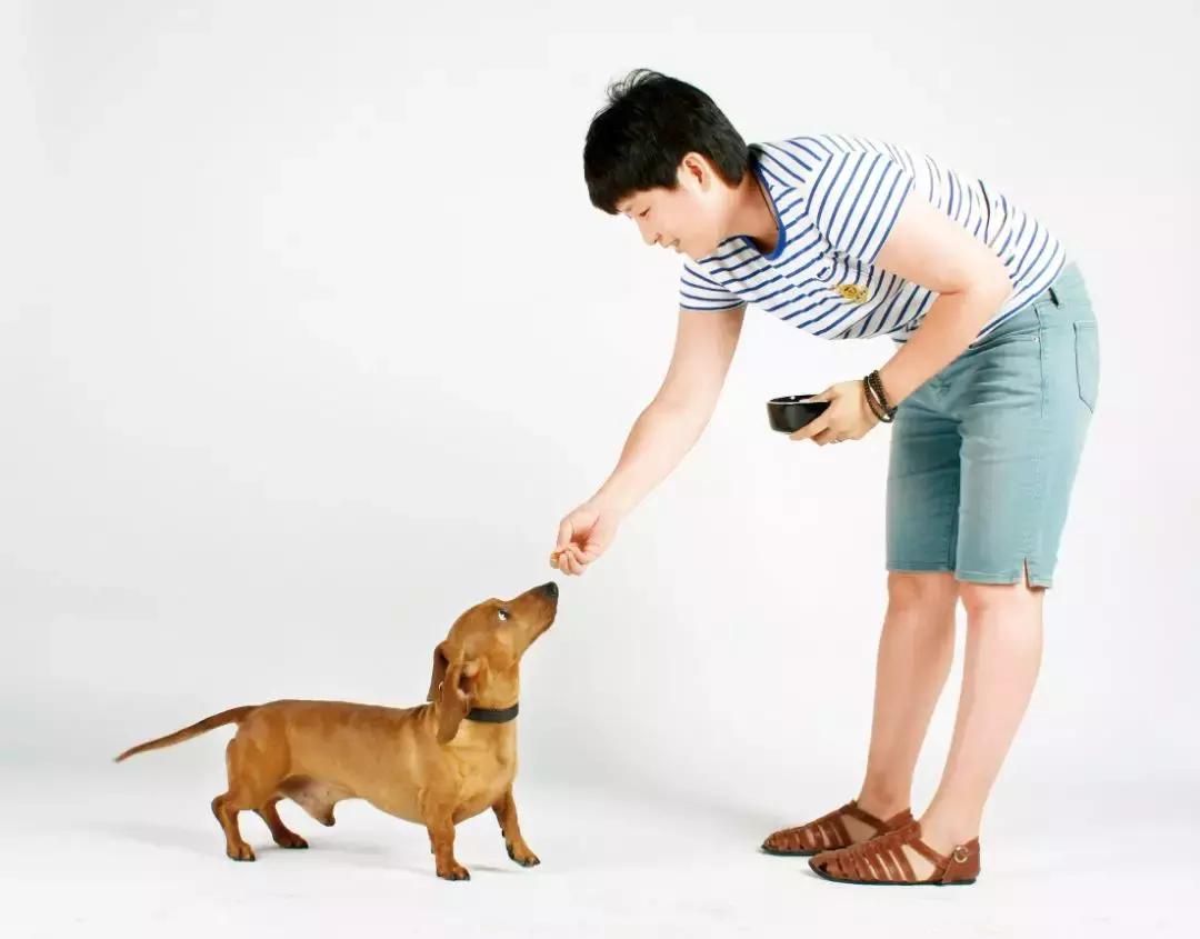 大型犬训狗基础教程,狗狗零基础学训犬