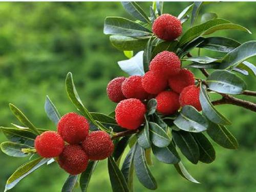 舌尖上的中国百年相传美食,舌尖上的中国美食教材书