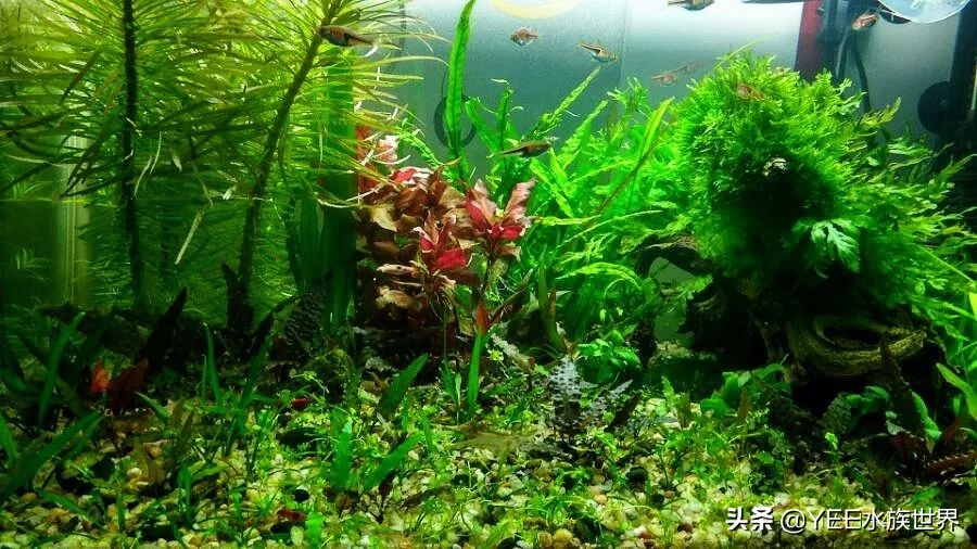 小缸壁挂式过滤器,壁挂过滤器小了怎么办