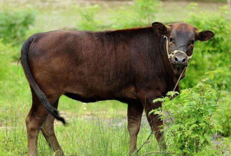 牛生麒麟猪生大象是什么征兆,牛生麒麟猪生象是什么意思啊
