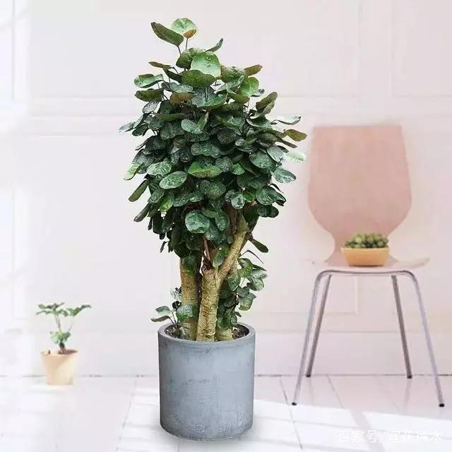 卧室可以养这五种盆栽,大盆栽植物室内旺宅