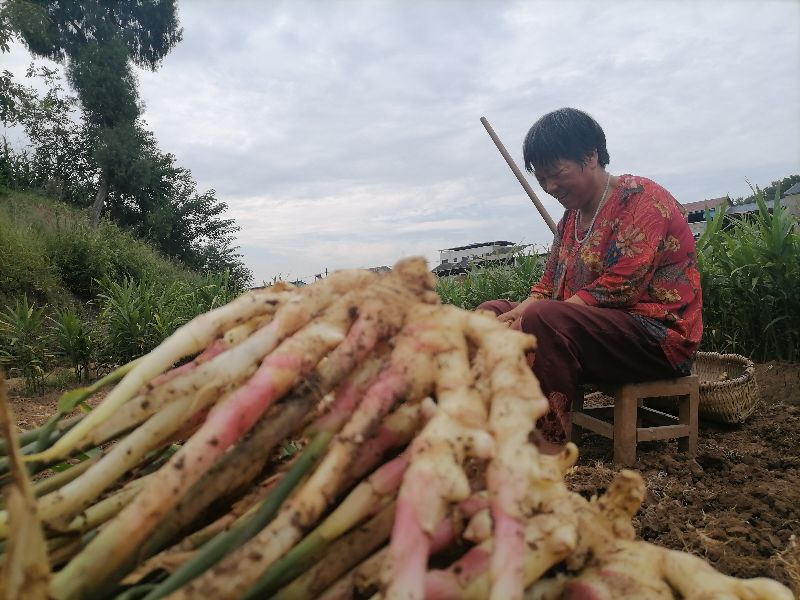 “百年”生姜致富梓潼百姓