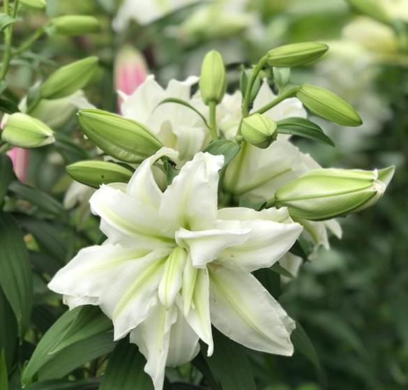 开过花的百合花花球怎么处理,百合花开完花后植株如何处理视频
