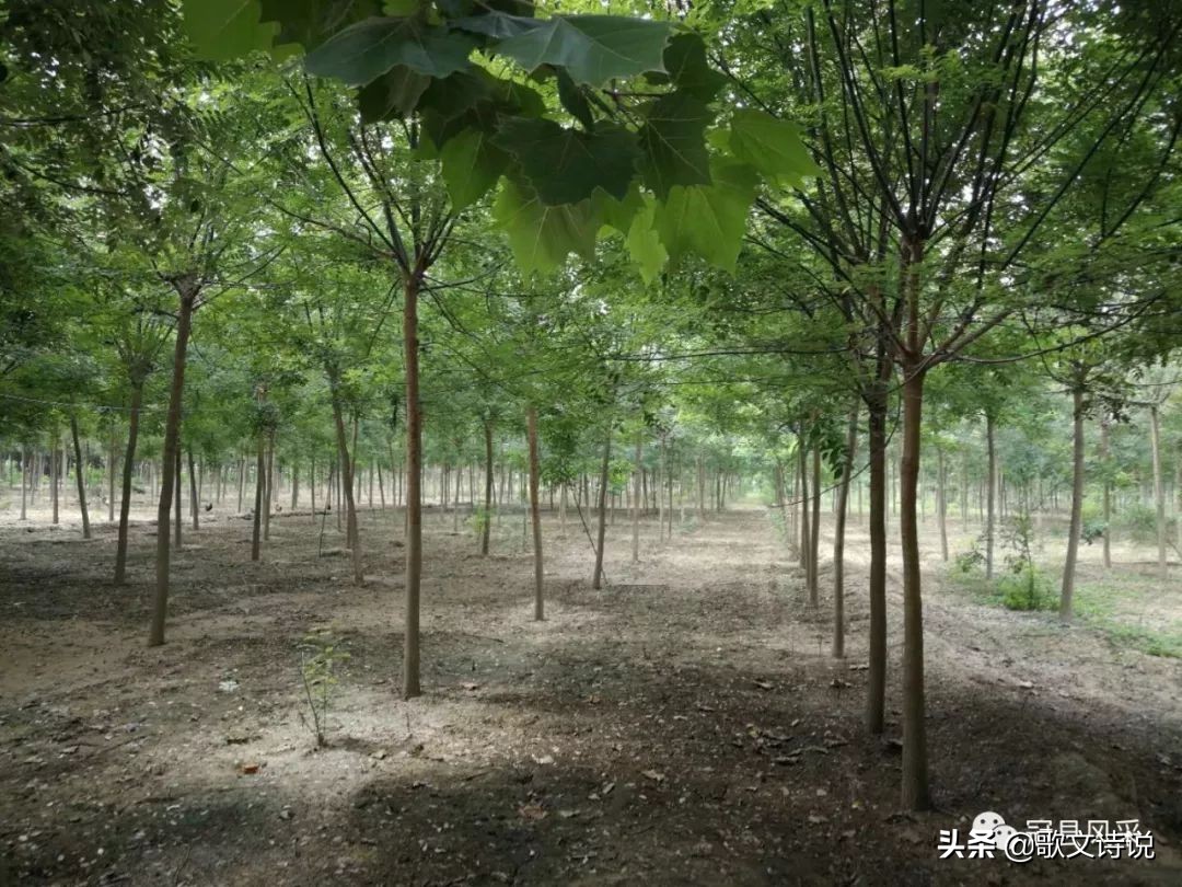 山东冠县精品苗木基地,冠县种植基地