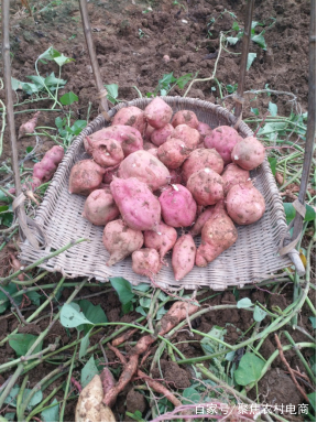 老村长的电商之路,老村长农村电商