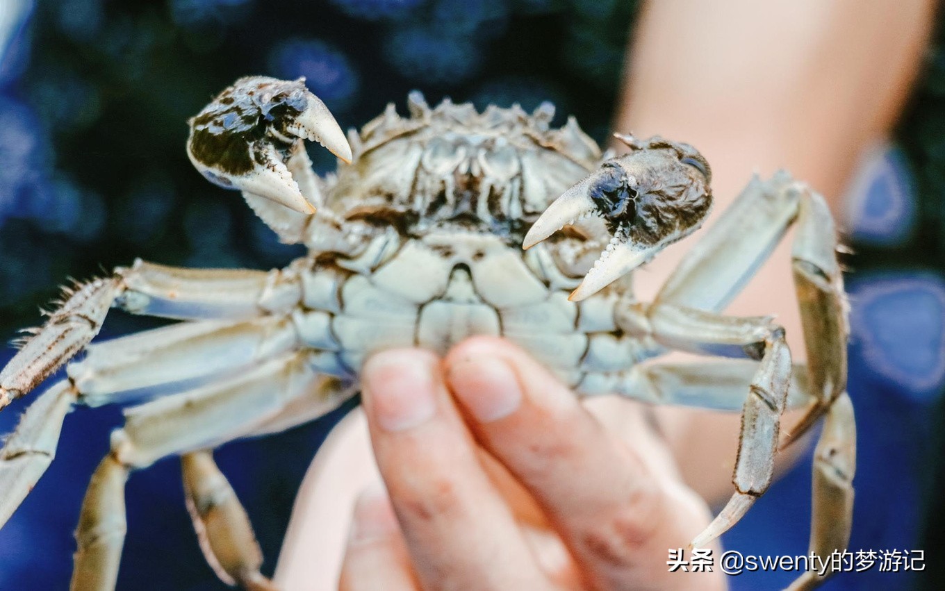 蟹肥芦花沙家浜久住逸庐,沙家浜游玩体验与感受