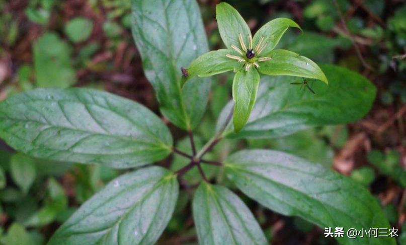小何三农：治疗咽喉肿痛的原材料，与您分享七叶一枝花的种植经验