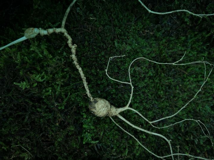 吃人参原浆是不是智商税,人参到底是智商税还是真补品