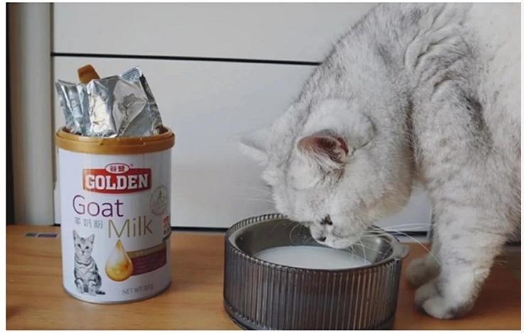 猫咪便便太臭的几个根本原因,猫咪的屎不怎么臭表示比较健康嘛