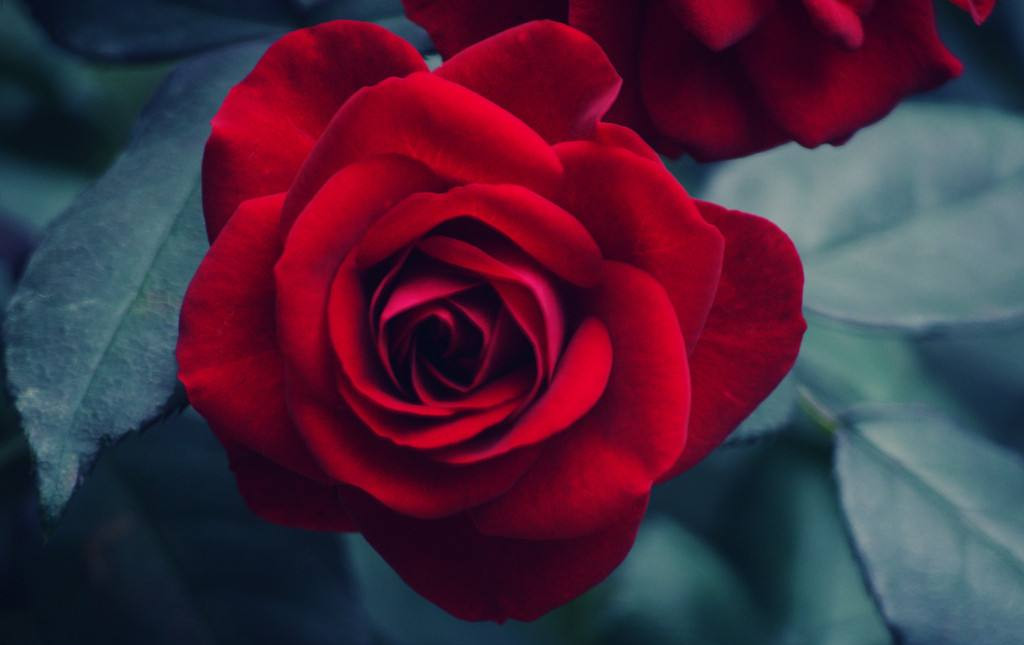 玫瑰白叶病怎样处理,玫瑰黑斑病最佳治疗方法