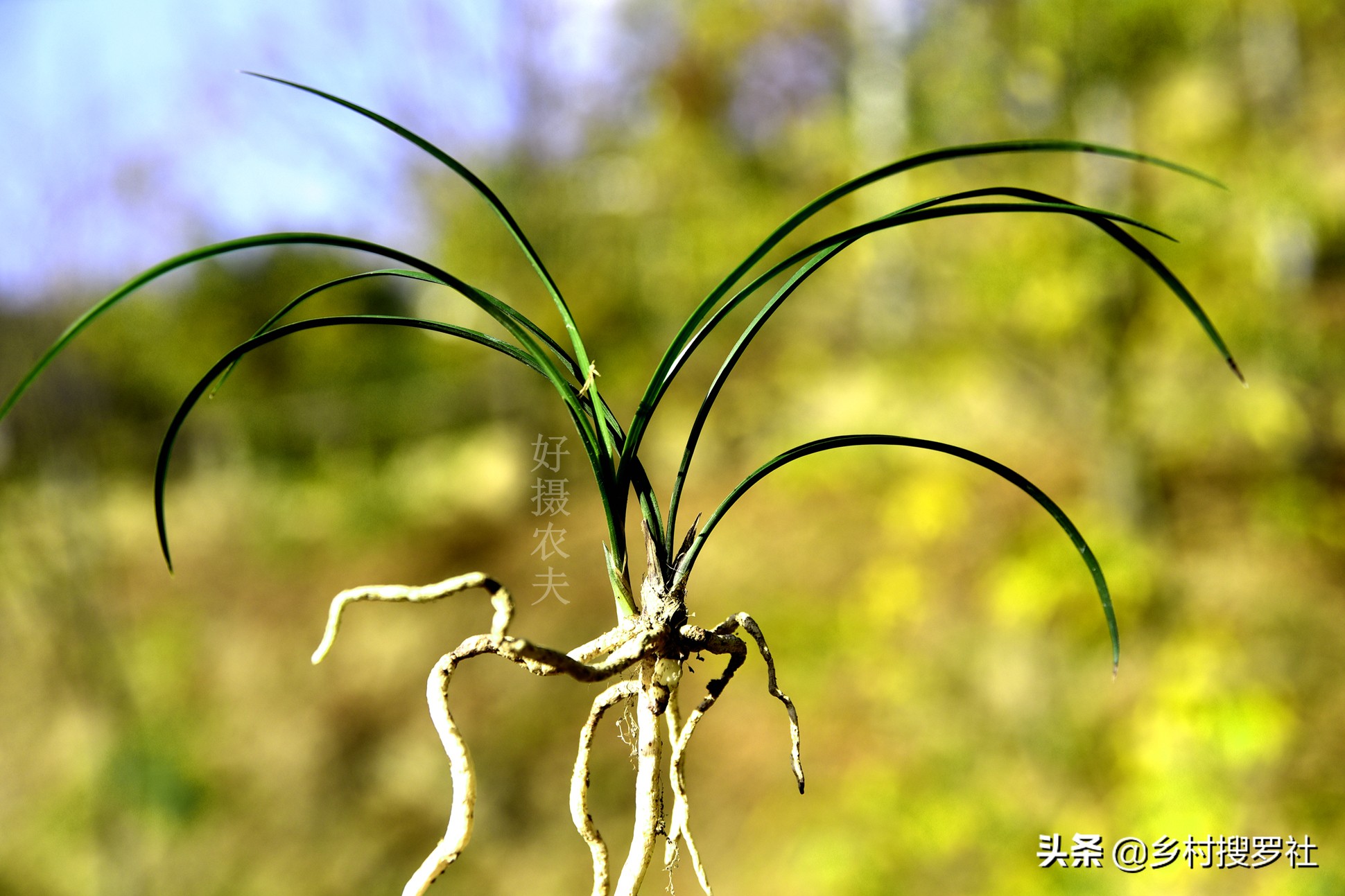 文殊兰移栽怎么判断成活,大叶兰怎样培育