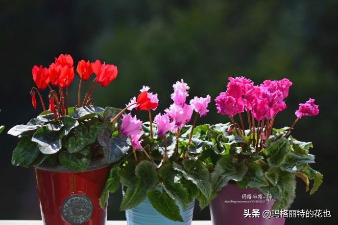 过年买点花,过年了买点什么花草