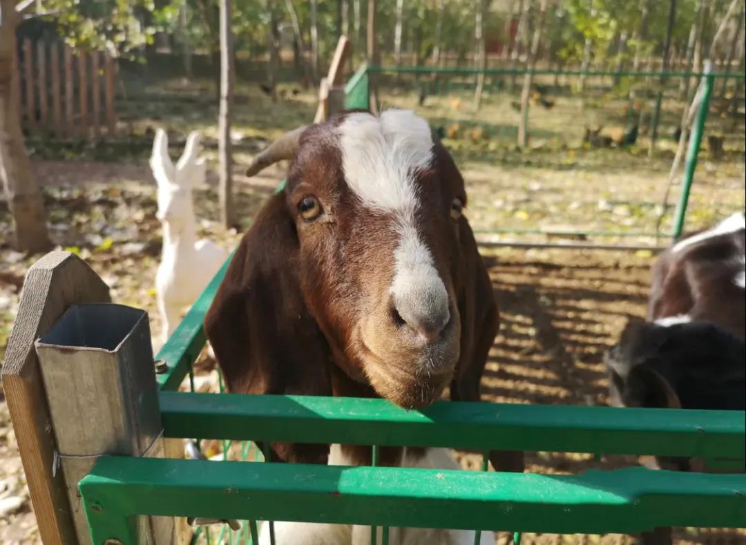 一个不出郑州的踏青好去处,天津春游公园推荐