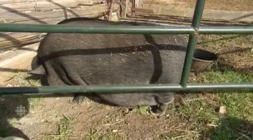 果壳带着猪猪和猪猪小秘密，给你拜年来啦！