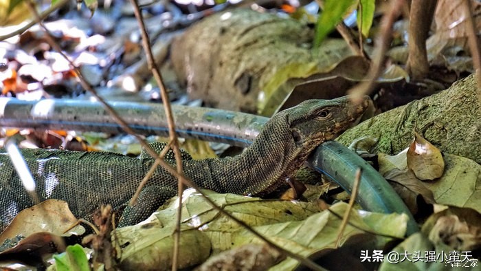 沙巴马穆迪岛为什么最小 (马穆迪岛海岛)