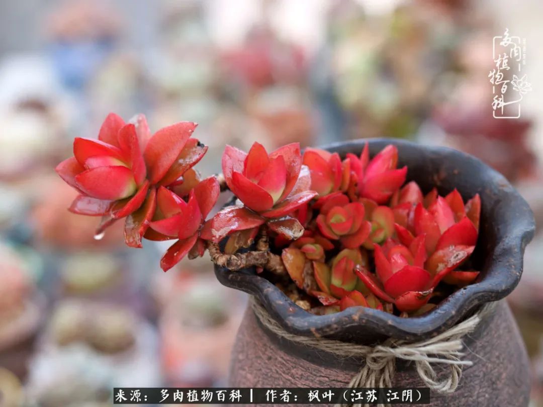 春有约,花不误,多肉与春天有个约会