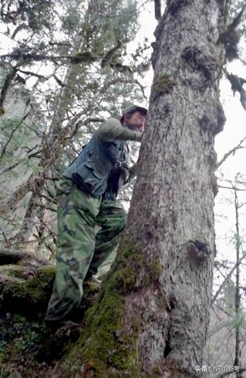 寻找野人的张金星现在如何,张金星神农架野人