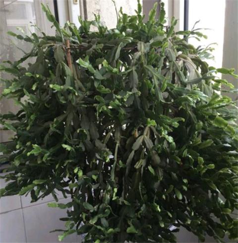 怎么给蟹爪兰做支架,蟹爪兰支架自己做