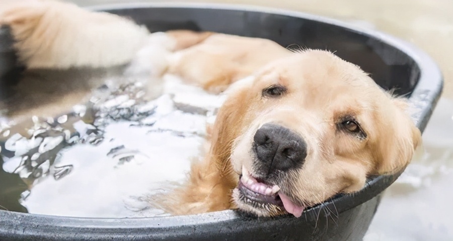 狗狗到了夏天中暑一直喝水怎么办,狗狗中暑后腿无法站立舌头发白