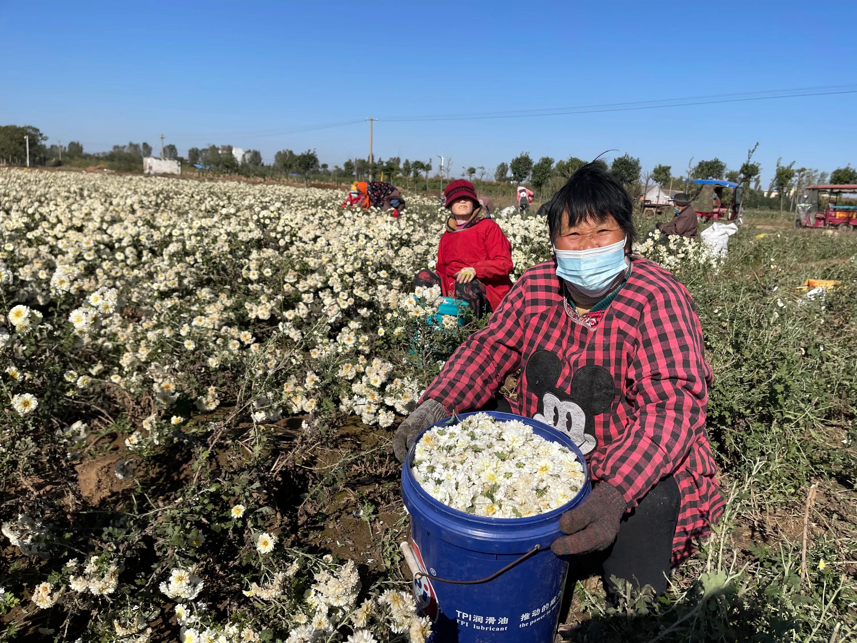 农业新品种新技术推广的意义,新型农业防病虫害技术