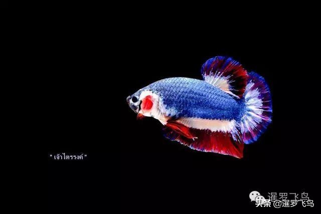 泰国宣布暹罗斗鱼为“国鱼”*旗国**鱼身价百倍