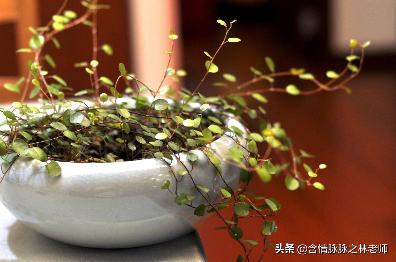 室内三种最旺家庭养植物,家居绿植哪些不适宜养