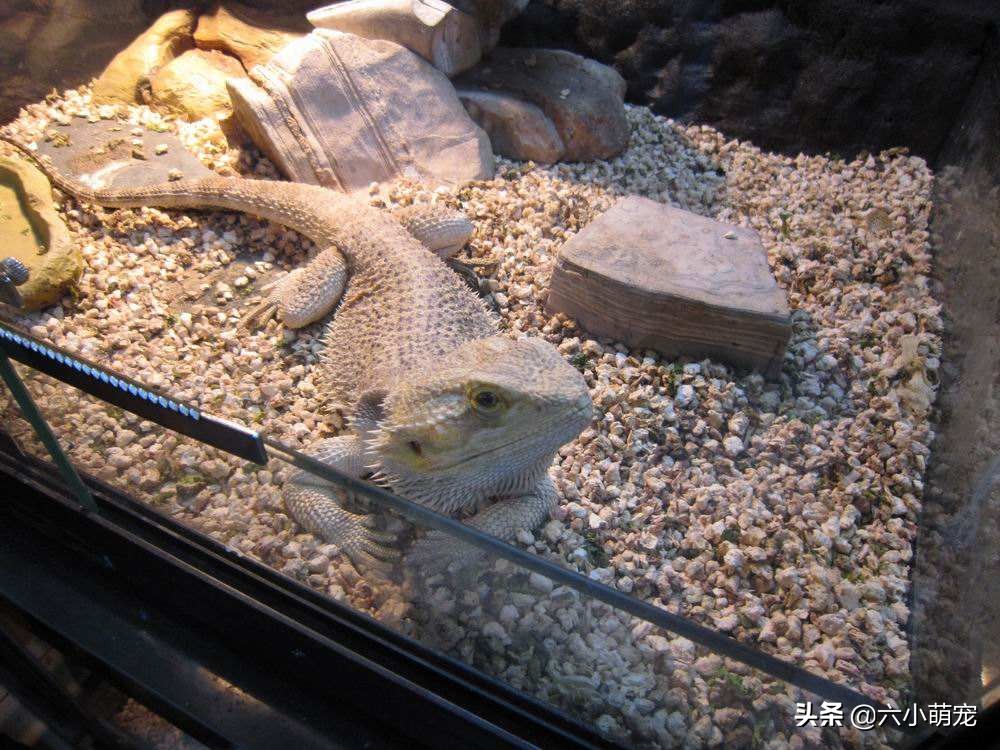 怎么样养好鬃狮蜥苗子,鬃狮蜥是一只养好还是一对养好