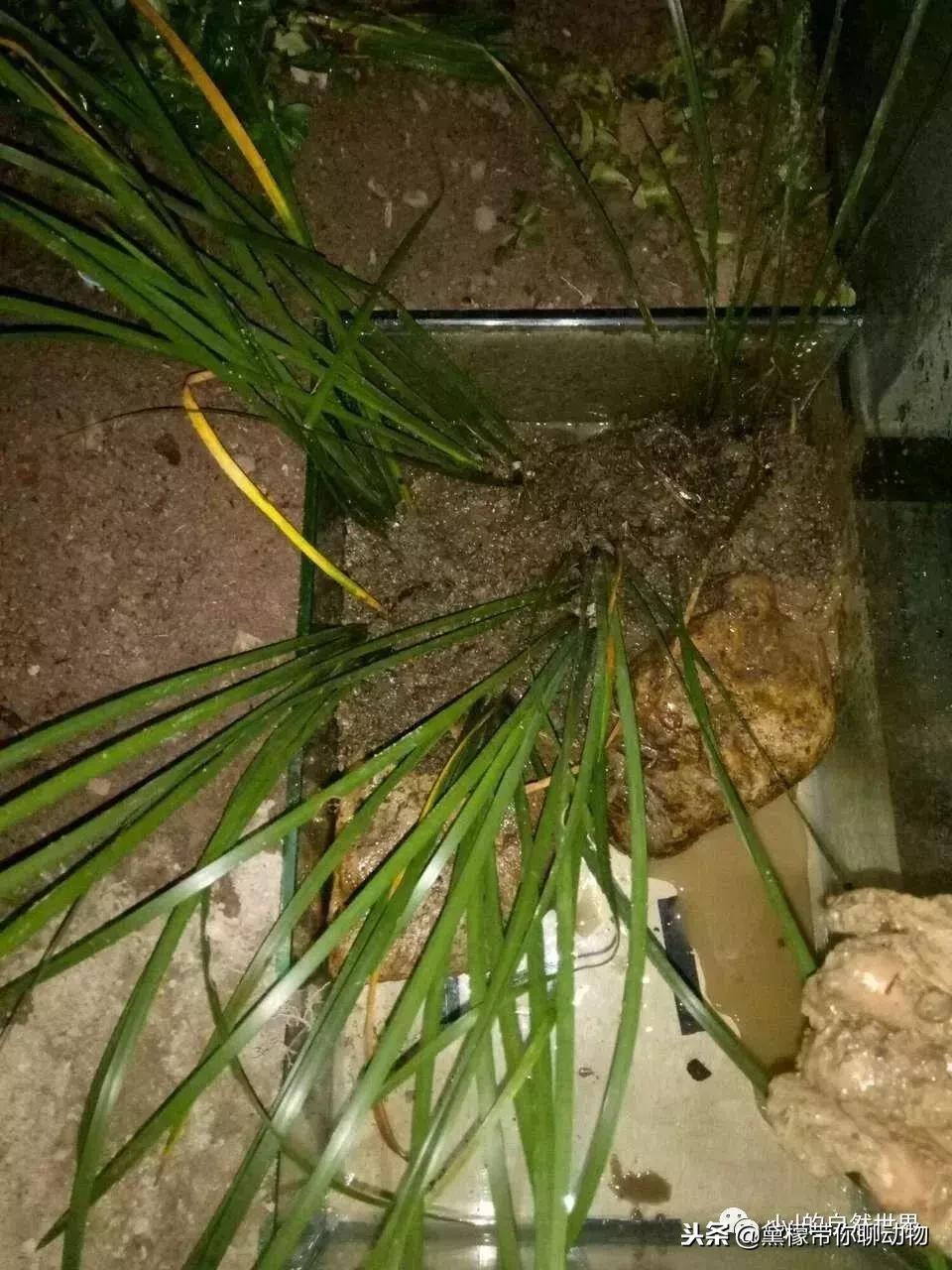 丛林造景黄缘龟池设计图大全,龟宝宝黄缘龟生态缸造景教程