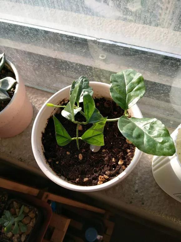 室内用塑料瓶扦插生根最快方法,瓶子装水养花