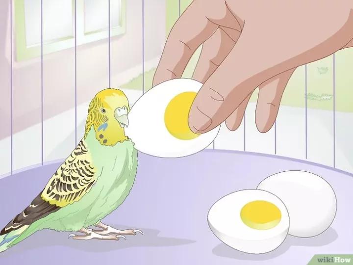 如何喂养虎皮鹦鹉,虎皮鹦鹉人工喂养