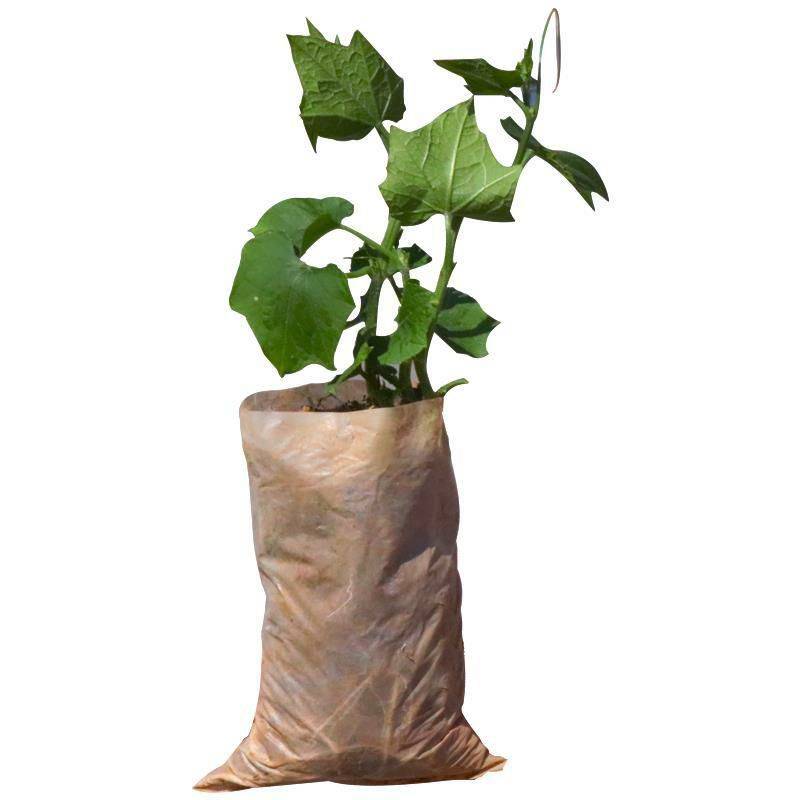 佛手瓜瓜形如两掌合十，有祝福之意，深受人们喜爱