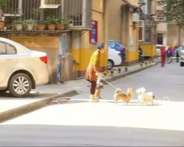 办了狗证有什么权利,狗证是一年一办吗