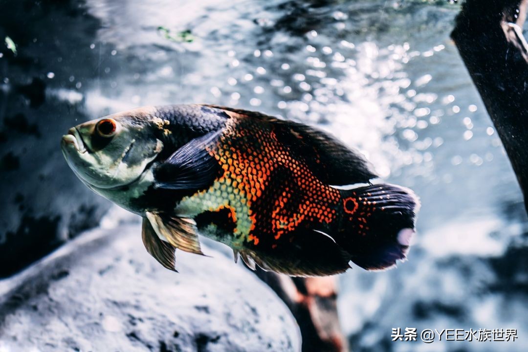 养鱼遇到的问题和解决办法,养鱼太麻烦了