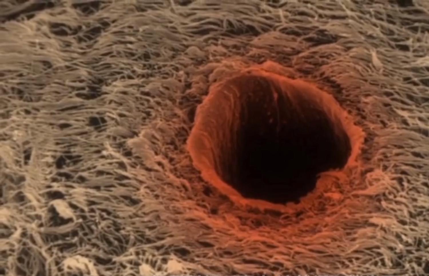 强行把头发拔下来会怎么样,硬生生拔掉的头发还能长么