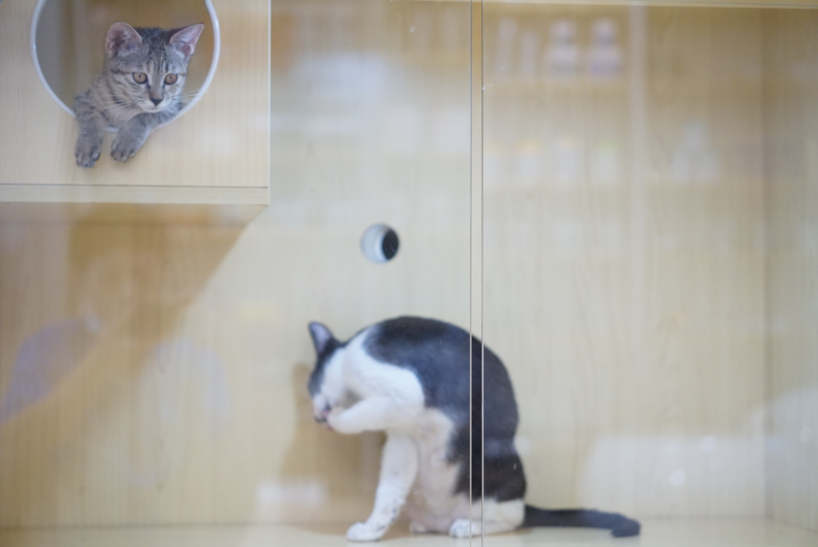 菲尔顿宠物诊所怎么加盟,菲尔顿宠物加盟