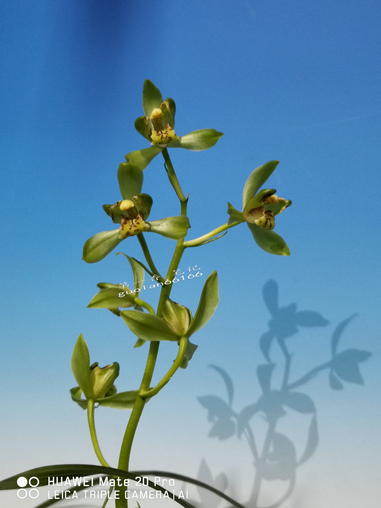 「花开欣赏」0335:送春绿如意的经典绽放