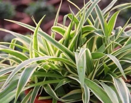 吊兰不徒长的秘诀,吊兰不修根可直接换盆吗